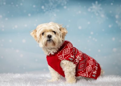 Dog in Sweater Christmas Photo