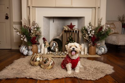 Pet Portraits for Christmas Card Photos