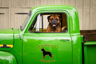 Bull Mastiff in Antique Ford Truck