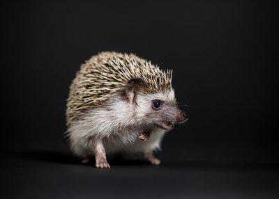 Professional Photos of Pet Hedgehog 