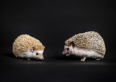 Exotic Pet Photographer in Malvern