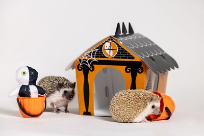 Holiday Themed Exotic Pet Portraits