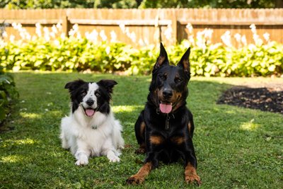 Pet Portraits in Your Backyard
