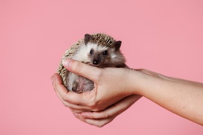 Exotic Pet Photos