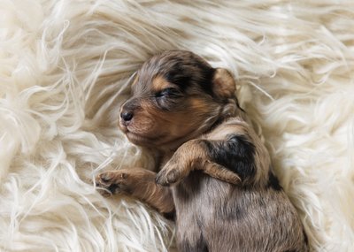 Newborn Puppy Photographer
