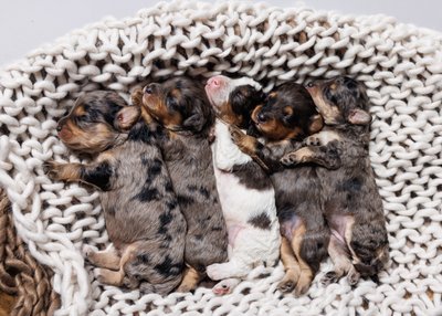 Photographer for New Litter of Puppies