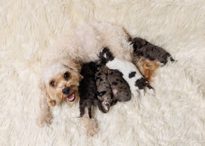 Newborn Puppy & Pet Photography in Chester County