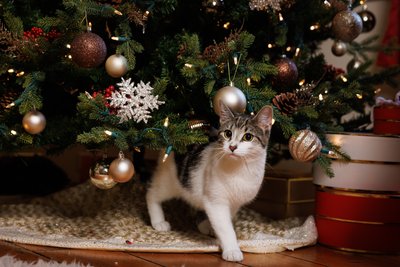 Christmas Photos of Pet Cats