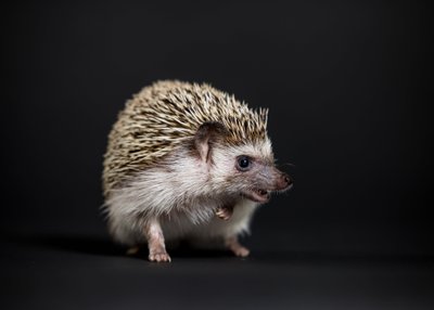 Professional Photos of Pet Hedgehog 