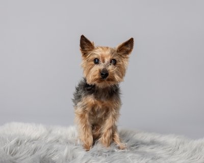 Memorialize Aging Pets