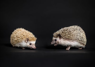 Exotic Pet Photographer in Malvern