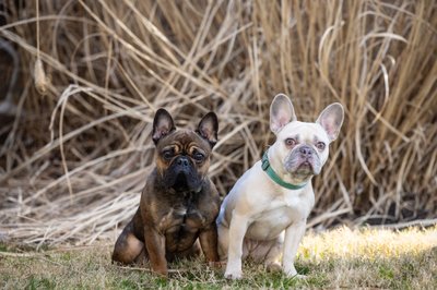 Malvern Pet Photographer