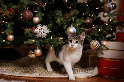 Christmas Photos of Pet Cats