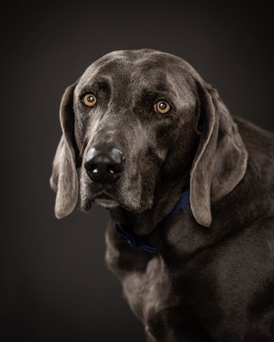 Portraits for Elderly Pets