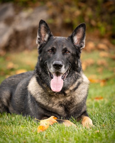 Outdoor Fall Photos of Your Dog