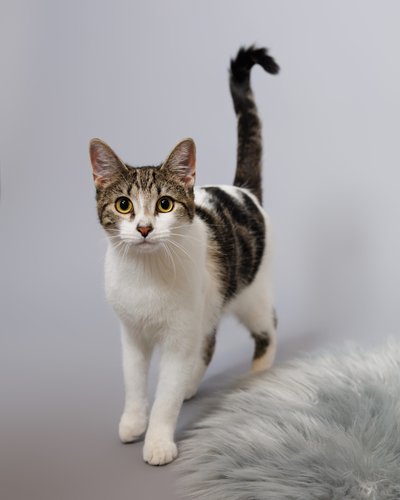 Cat Portraits in Studio