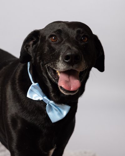 Pet Portraits in Philadelphia