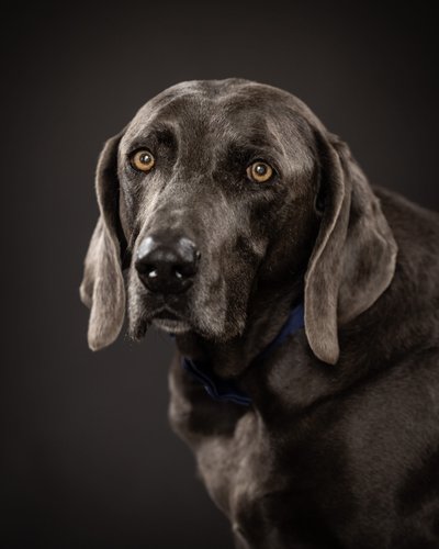 Portraits for Elderly Pets