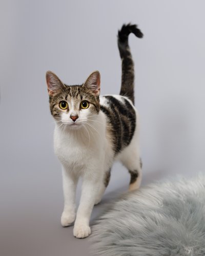 In Studio Cat Photos