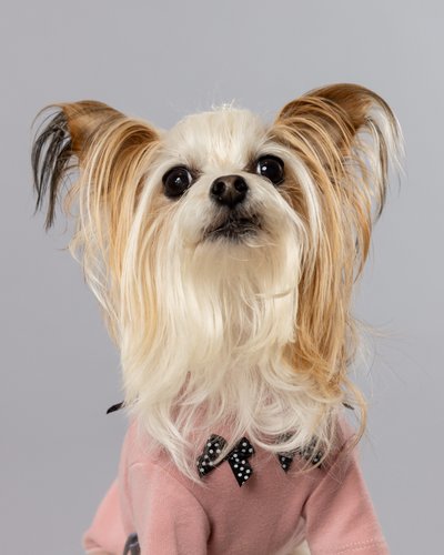 Pet Photographer Near Philadelphia