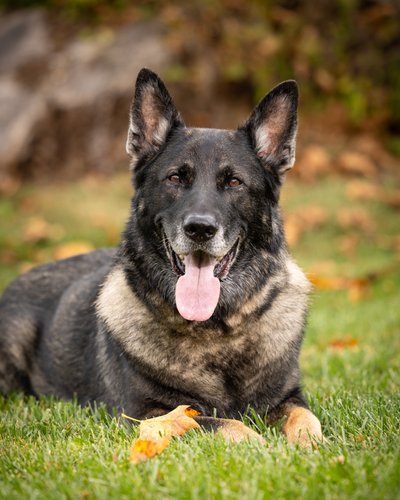 Outdoor Fall Photos of Your Dog
