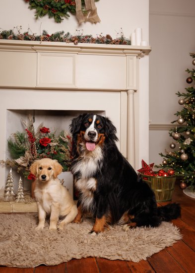 Pet-Friendly Christmas Portrait Studio