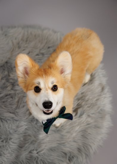 Pet Photography at Historic Sugartown