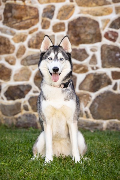Dog Photographer with Outdoor Studio