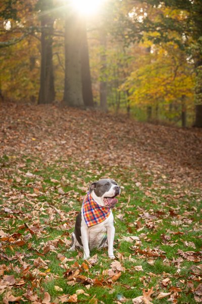 Outdoor Fall Dog Photos in Backyard