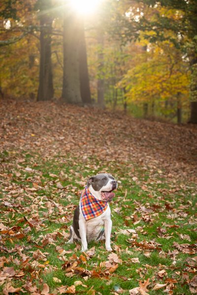Outdoor Fall Dog Photos in Backyard