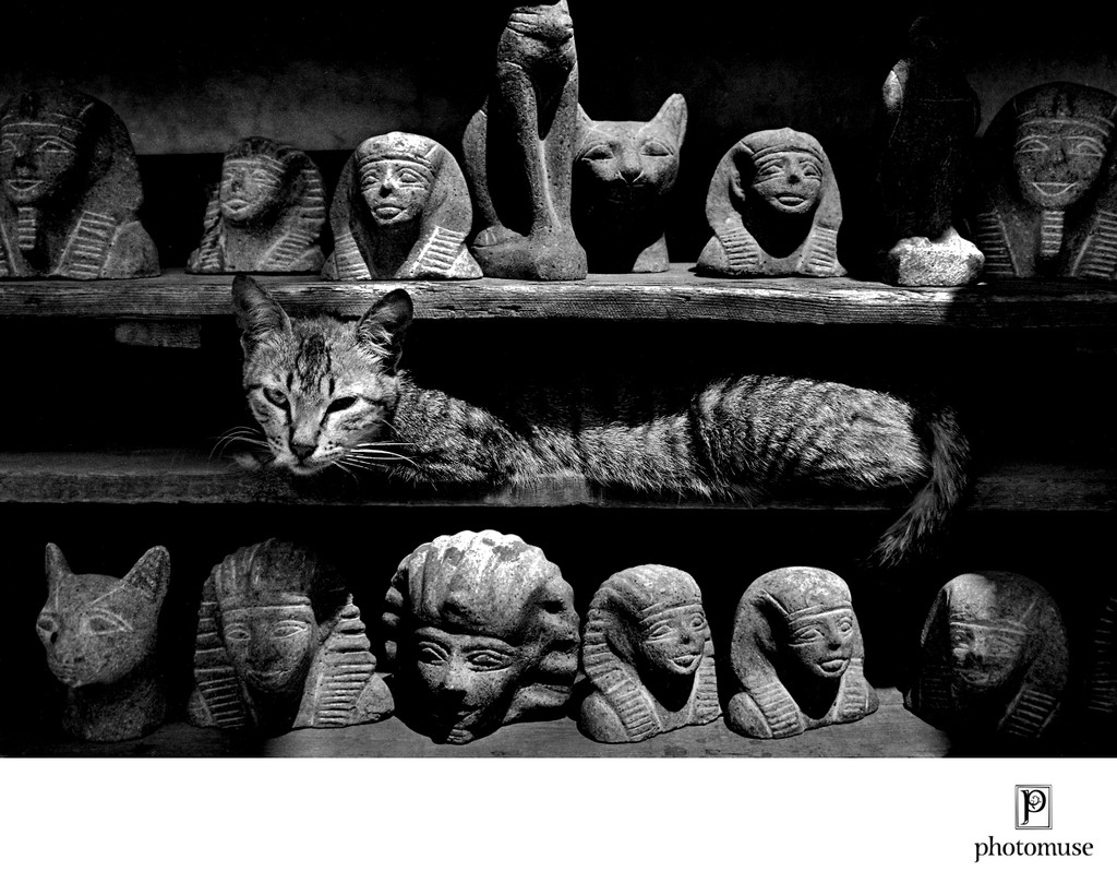 The Cats of Egypt
