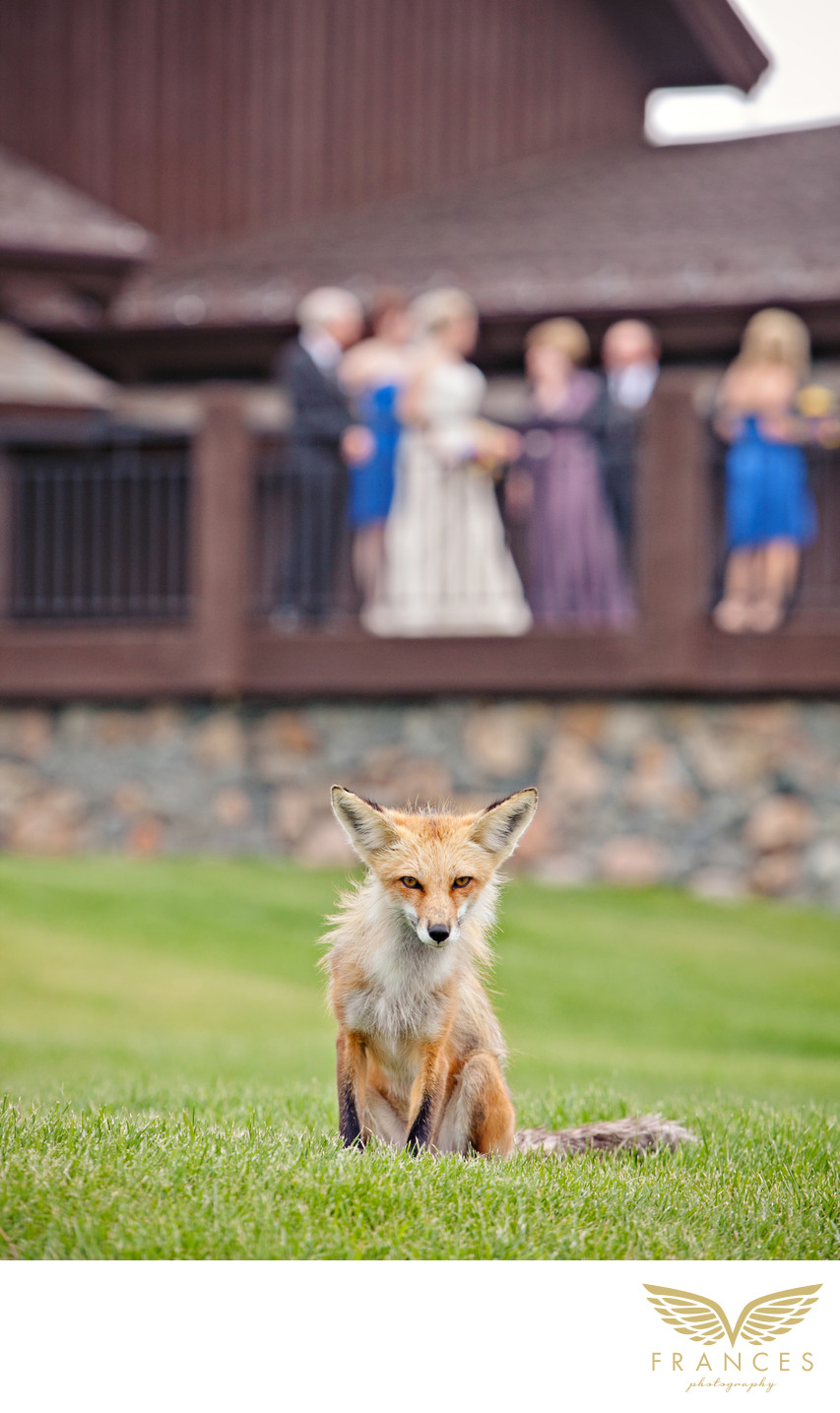 Colorado Wedding Photographers Devils Thumb Ranch Fox