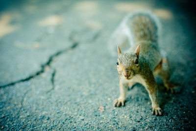 Denver photographer street scene image squirrel