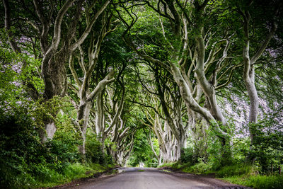 Travel photography dark hedges Ireland photo