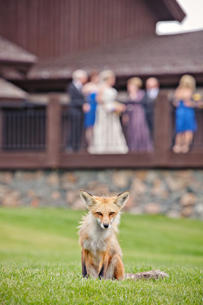 Colorado Wedding Photographers Devils Thumb Ranch Fox