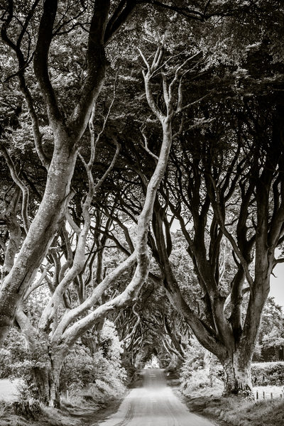 Travel photography Northern Ireland dark hedges