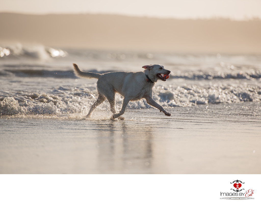 Photo of lab mix on the beach  | Las Vegas Pet Photographer | San Diego Pet Photography session | Images By EDI 