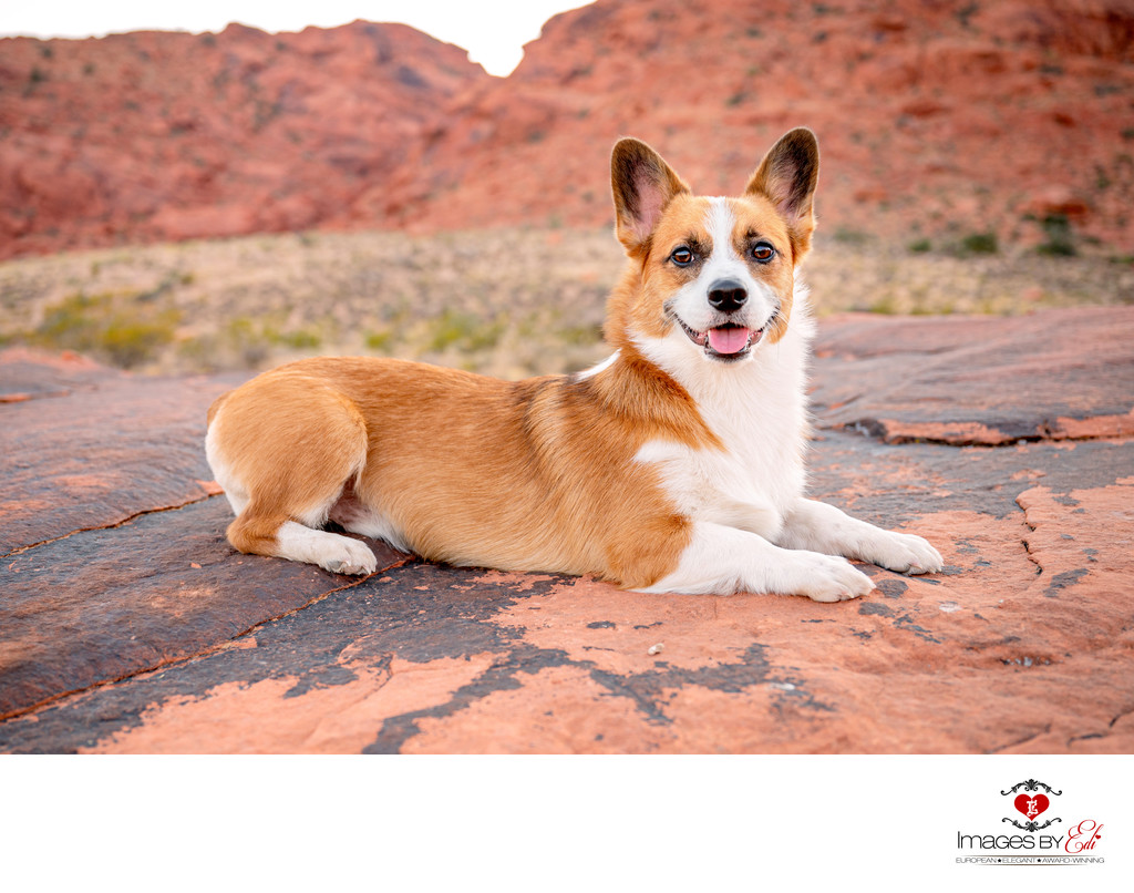 Las Vegas Pet Photographer | Corgi laying down on Red Rock | Dog Photography | Images By EDI