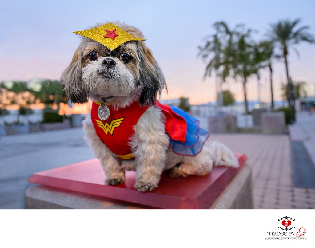 Las Vegas Pet Photographer | Pet photo of shih tzu as superwoman after sunset | Las Vegas Pet Photography | Images By EDI