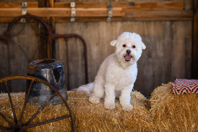 Las Vegas Pet Photographer | Pet Photography | Dog Photo at Nelson Ghost Town | Images By EDI | Bichon Frise