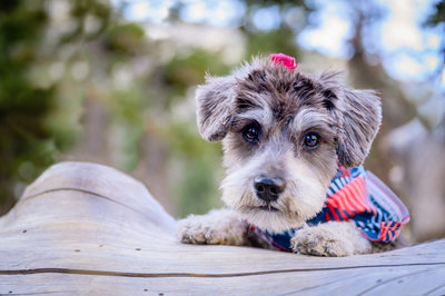 Las Vegas Pet Photographer | Mt Charleston Las Vegas Pet Photography | Schnauzer Girl dog Photo | Images By EDI