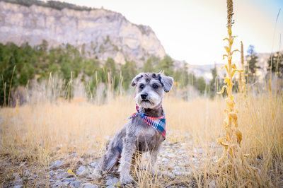Las Vegas Vegas Pet Photographer | Pet Photo of Schnauzer at Mt Charleston | Images By EDI