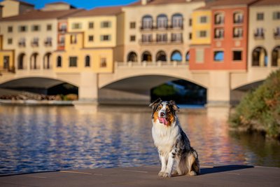 Las Vegas Pet Photographer | Dog Photography | Images By EDI | Australian Shepherd