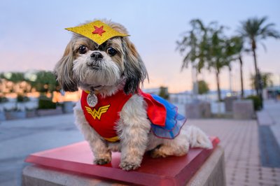 Las Vegas Pet Photographer | Pet photo of shih tzu as superwoman after sunset | Las Vegas Pet Photography | Images By EDI