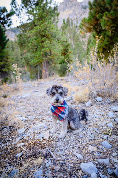 Photo of Schnauzer at Mt Charleston | Las Vegas Pet Photographer | Watch Me Grow Photo Session |  Vegas Pet Photography | Images By EDI 