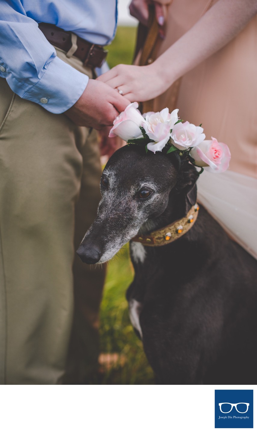 Black Balsam Engagement Session with Pet Greyhound