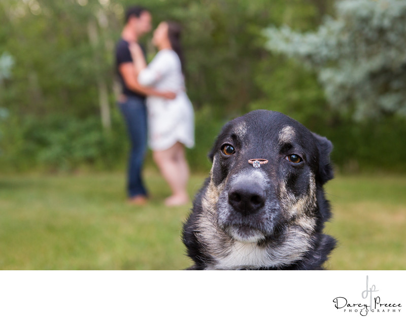 Edmonton engagement photo with dog 