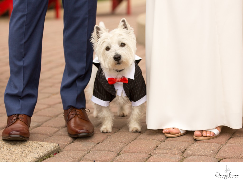 Edmonton Weddings With Dogs