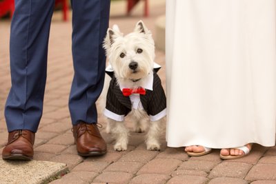 Edmonton Weddings With Dogs
