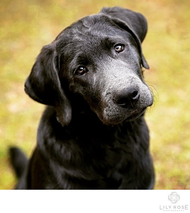 Napa Pet Photographers 